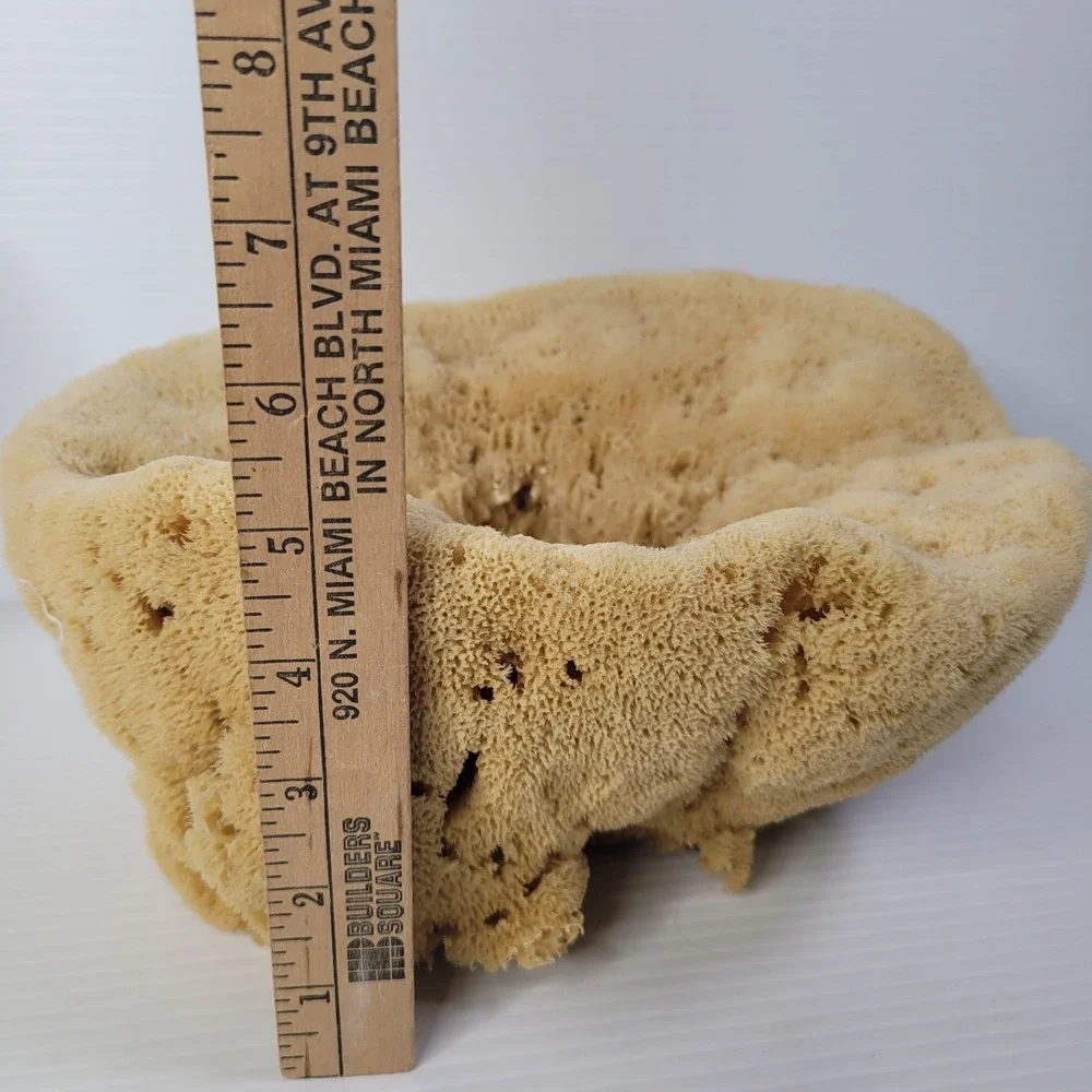2 Natural Sea‎ Sponges Vase Cap Ocean Nautical Beach House Decor 7